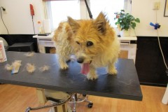 17-huigen-jackie-voor-small