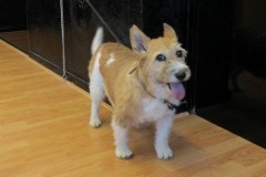 18-huigen-jackie-small