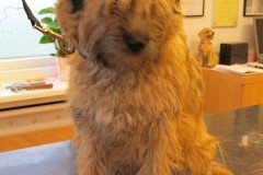21-martine-sta-border-terrier-voor-push-small