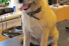 22-martine-sta-border-terrier-na-push-small